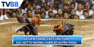 Đá Gà Mỹ Đẳng Cấp Cùng TV88 – Sức Hút Từ Những Chiến Kê Huyền Thoại